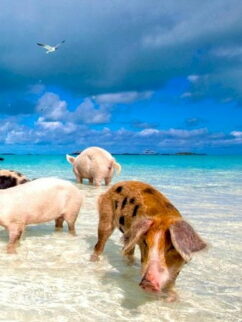 {{brizy_dc_image_alt imageSrc=